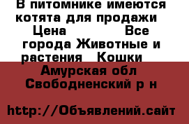 В питомнике имеются котята для продажи › Цена ­ 30 000 - Все города Животные и растения » Кошки   . Амурская обл.,Свободненский р-н